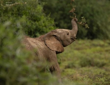 Woodbury Lodge – Amakhala Game Reserve