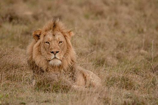 Woodbury Lodge – Amakhala Game Reserve