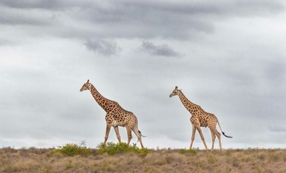 Woodbury Lodge – Amakhala Game Reserve