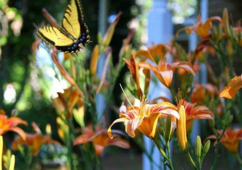 Sunflower Hill Inn