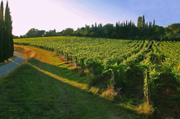 Tenuta Occhini