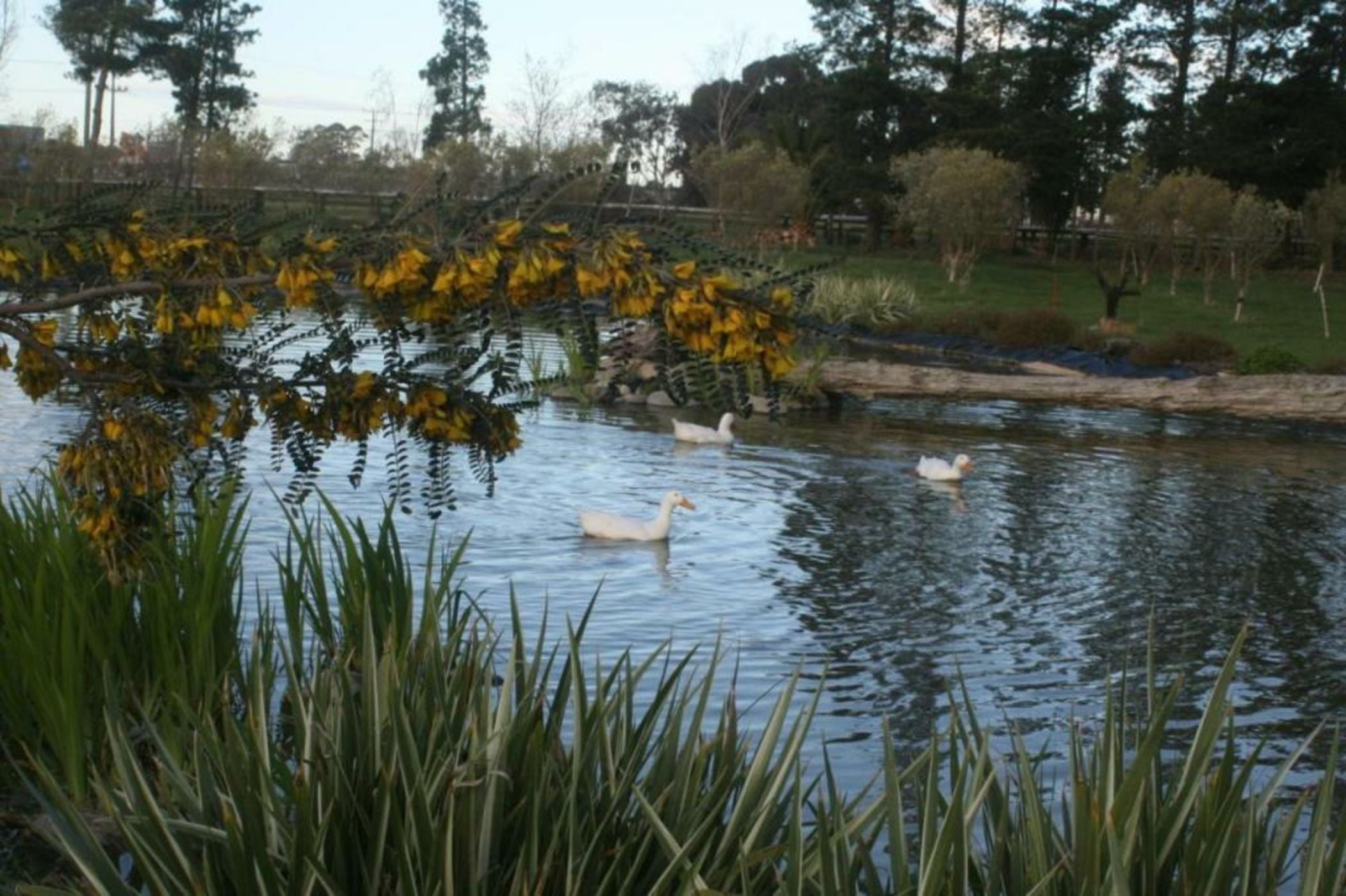 The Peppertree Luxury Accommodation