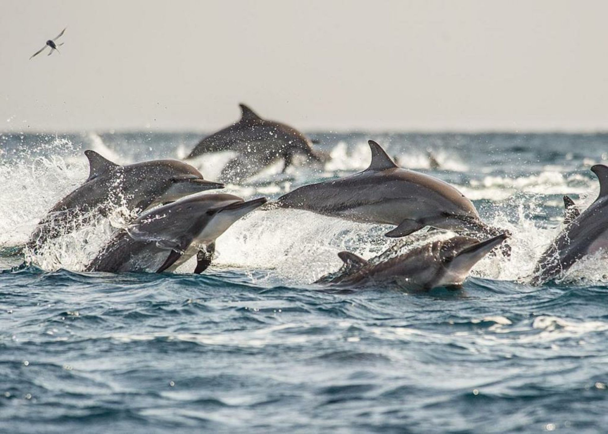 Dolphin Beach Resort