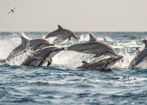 Dolphin Beach Resort