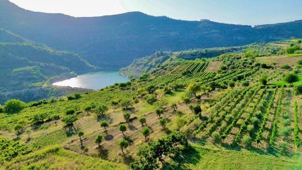 Alpeta Agrotourism & Winery - Roshnik , Berat