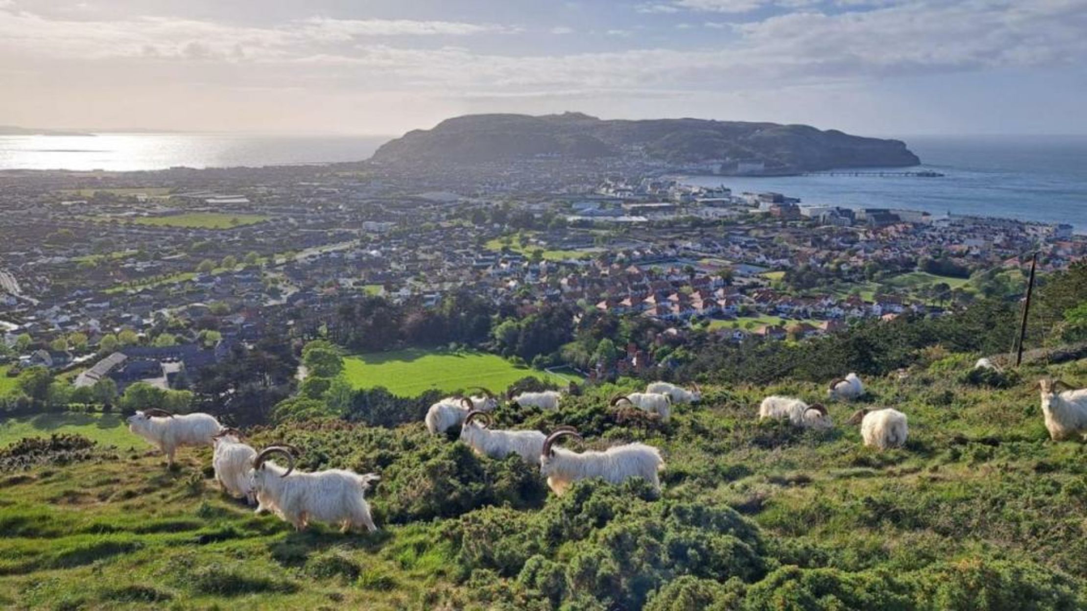 Bryn Goleu Bed & Breakfast