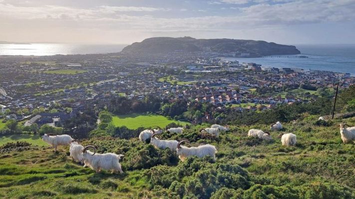 Bryn Goleu Bed & Breakfast