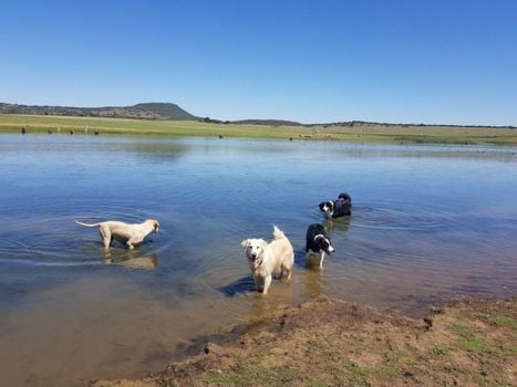 Dalmore Guest Farm