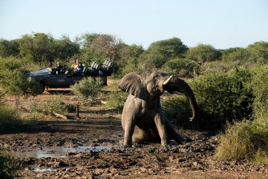 Madikwe Safari Lodge