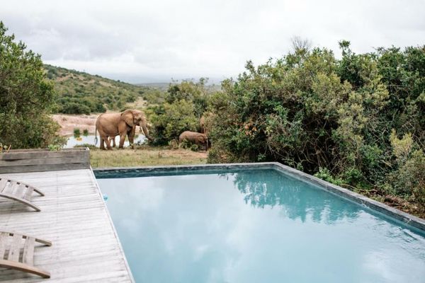 Bukela Game Lodge - Amakhala Game Reserve