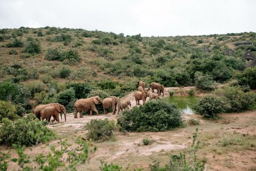 Bukela Game Lodge - Amakhala Game Reserve