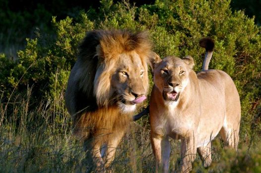 Bukela Game Lodge - Amakhala Game Reserve