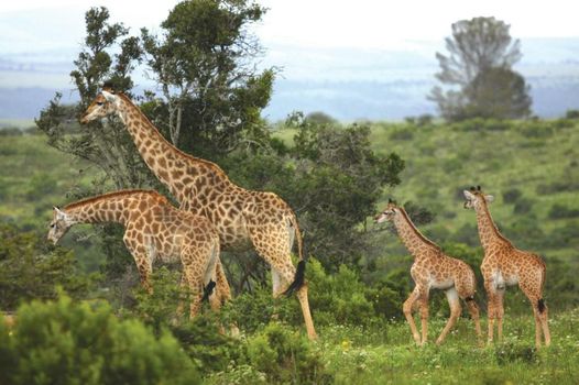 Kariega Game Reserve Main Lodge