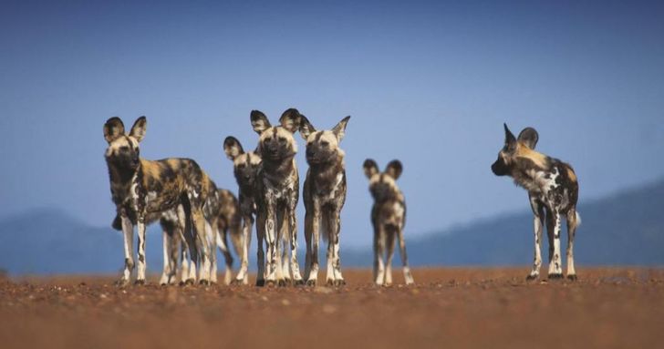 Tuningi Safari Lodge