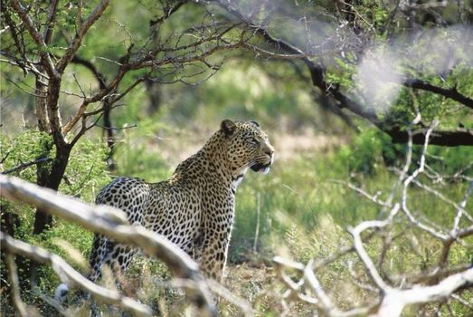 Tuningi Safari Lodge