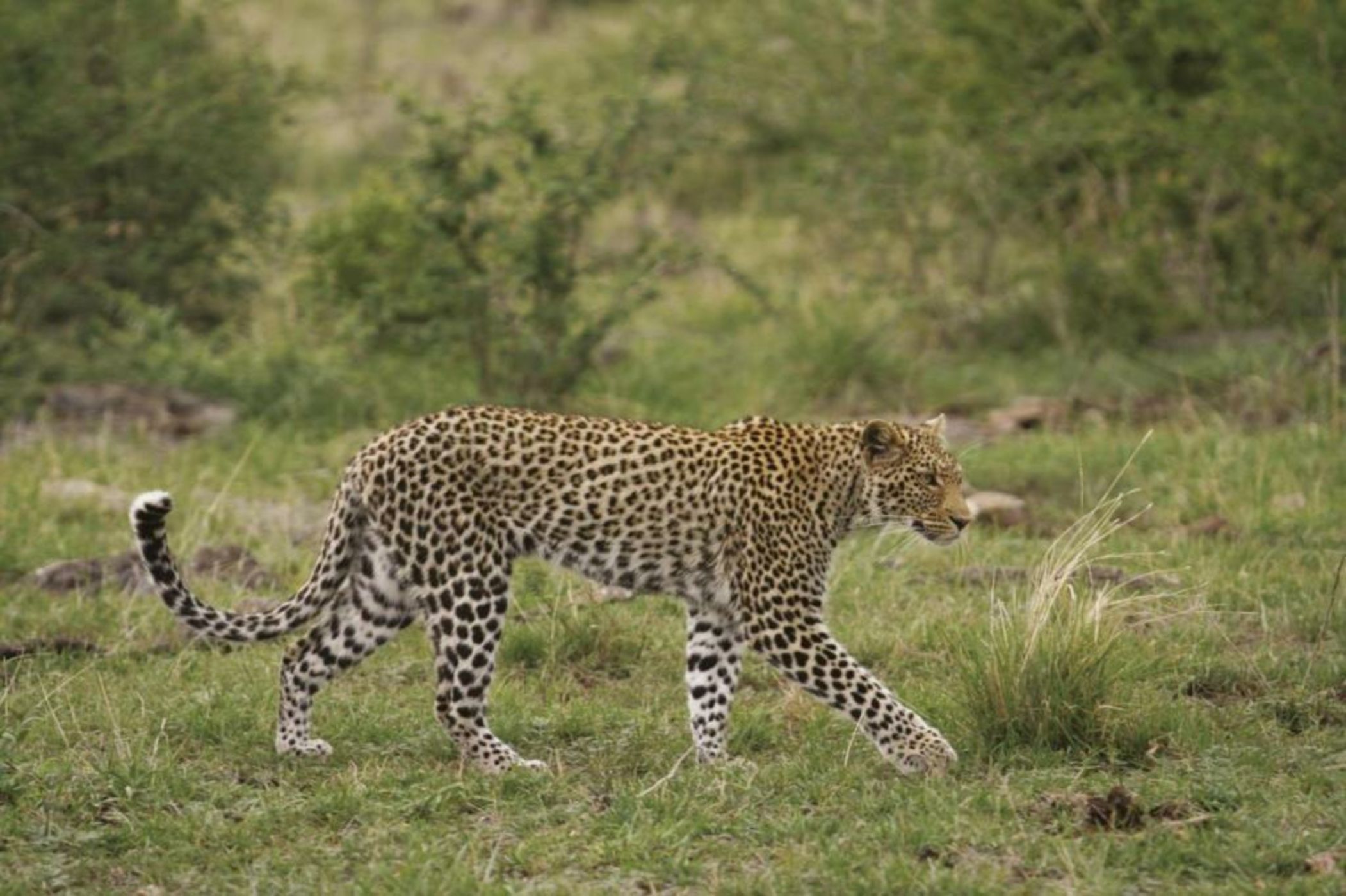 Tuningi Safari Lodge