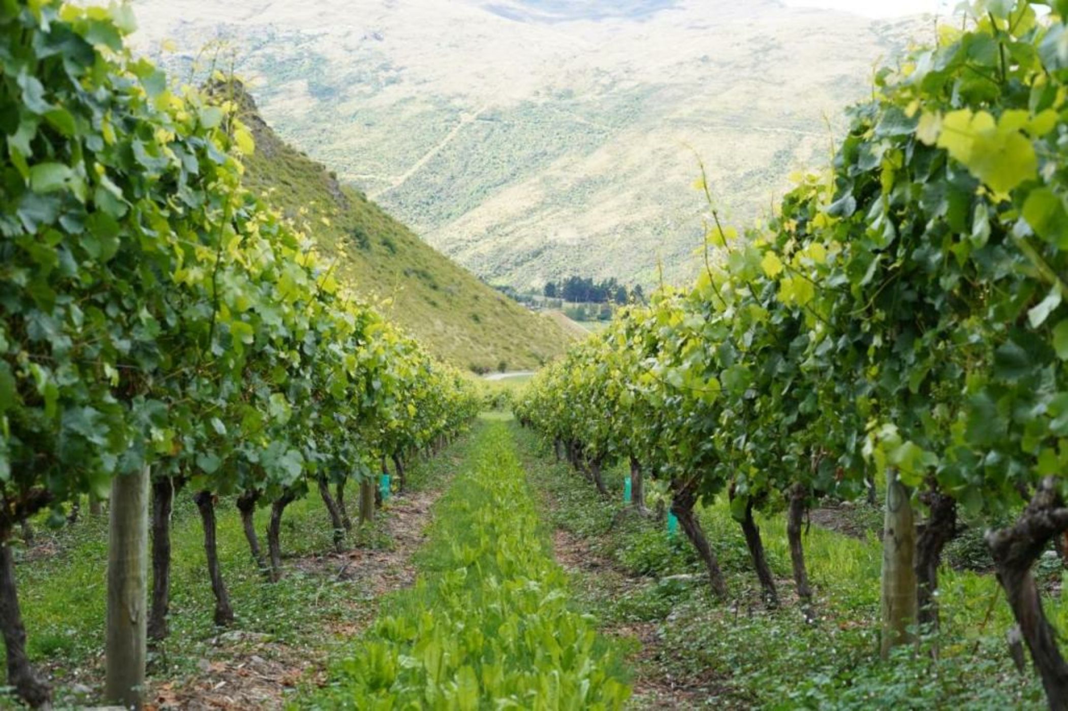 Mt Rosa Lodge Boutique Vineyard Accommodation