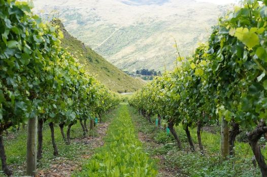 Mt Rosa Lodge Boutique Vineyard Accommodation