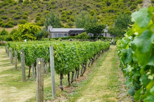 Mt Rosa Lodge Boutique Vineyard Accommodation