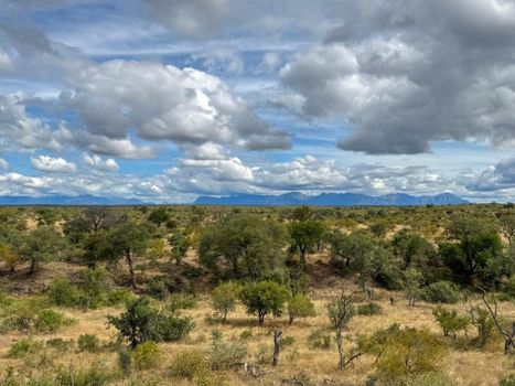 Sausage Tree Safari Camp