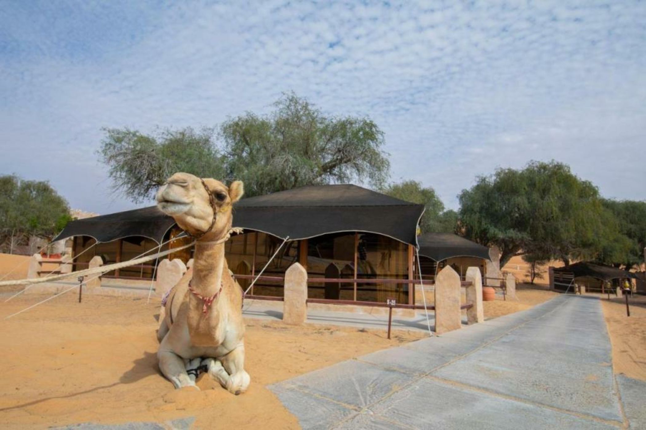 Thousand Nights Camp