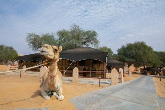 Thousand Nights Camp