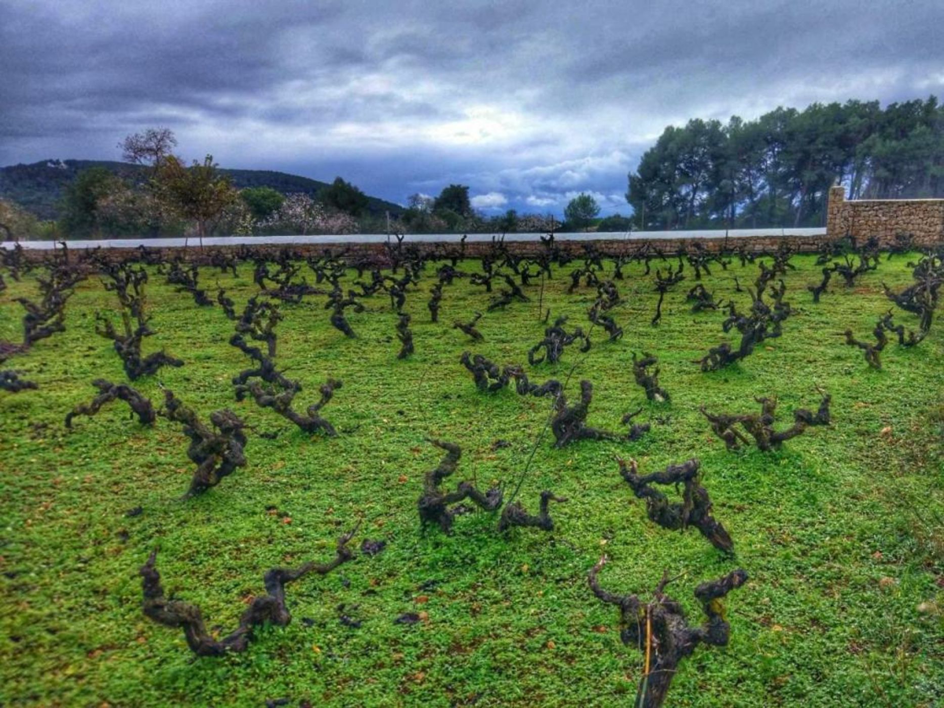 Agroturismo Sa Vinya d'en Palerm