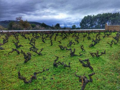Agroturismo Sa Vinya d'en Palerm