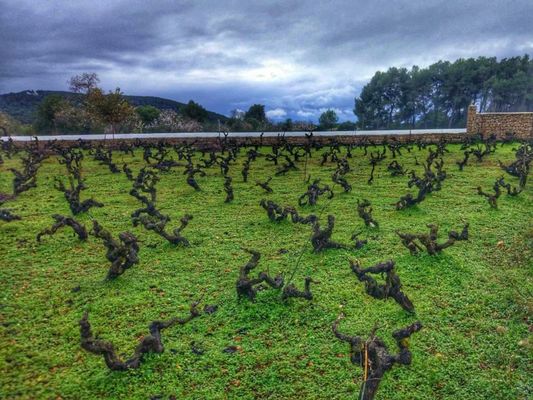 Agroturismo Sa Vinya d'en Palerm