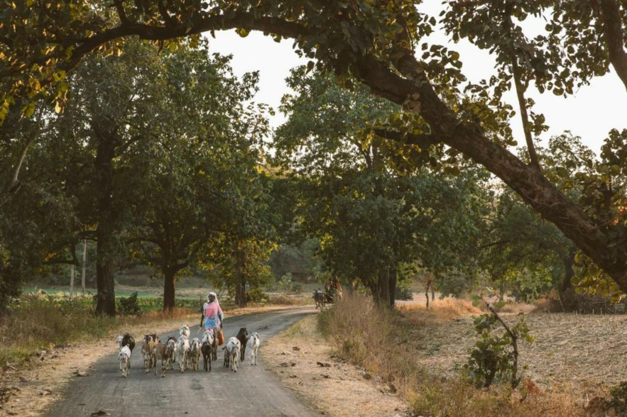 Jamtara Wilderness Camp - Pench National Park