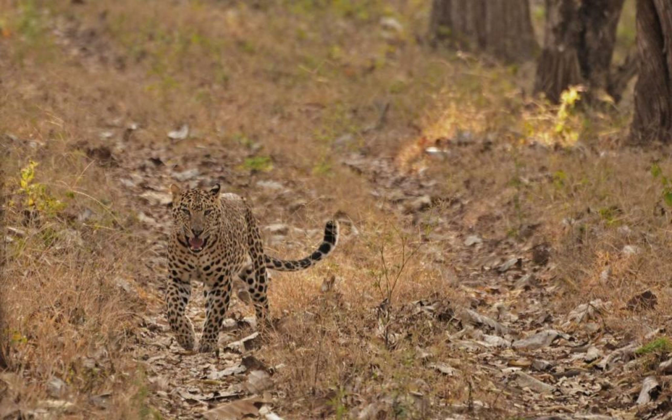 Evolve Back Kabini