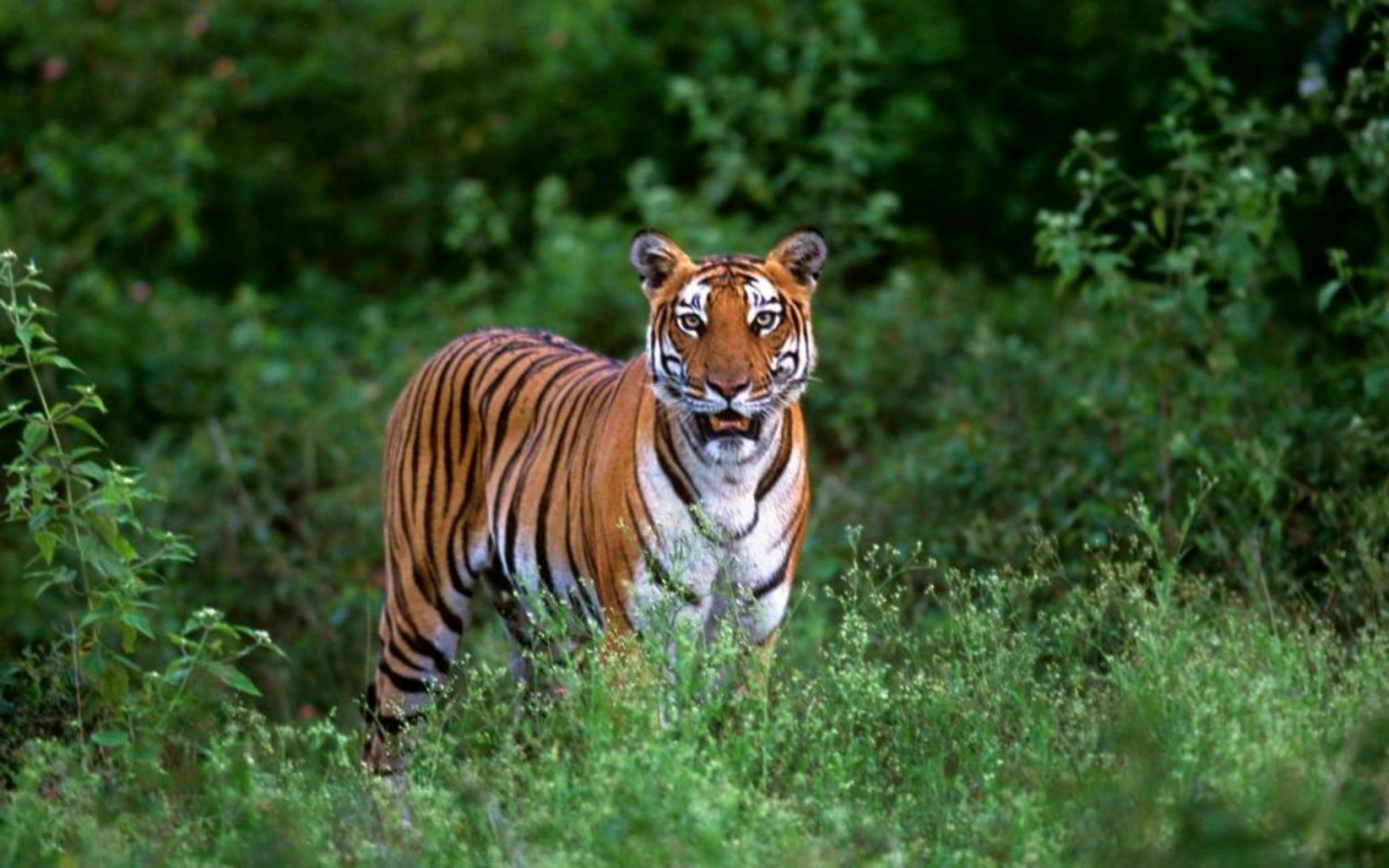 Evolve Back Kabini