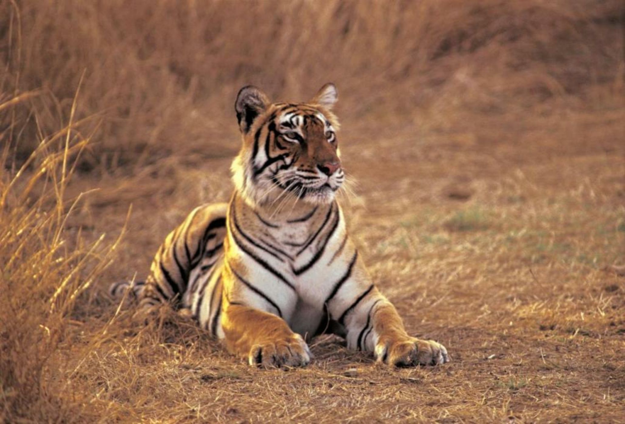 The Oberoi Vanyavilas Wildlife Resort, Ranthambhore
