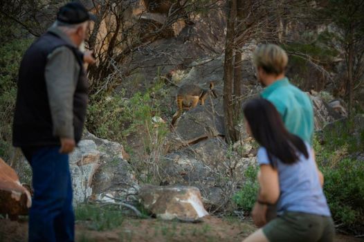 Discovery Resorts - Wilpena Pound