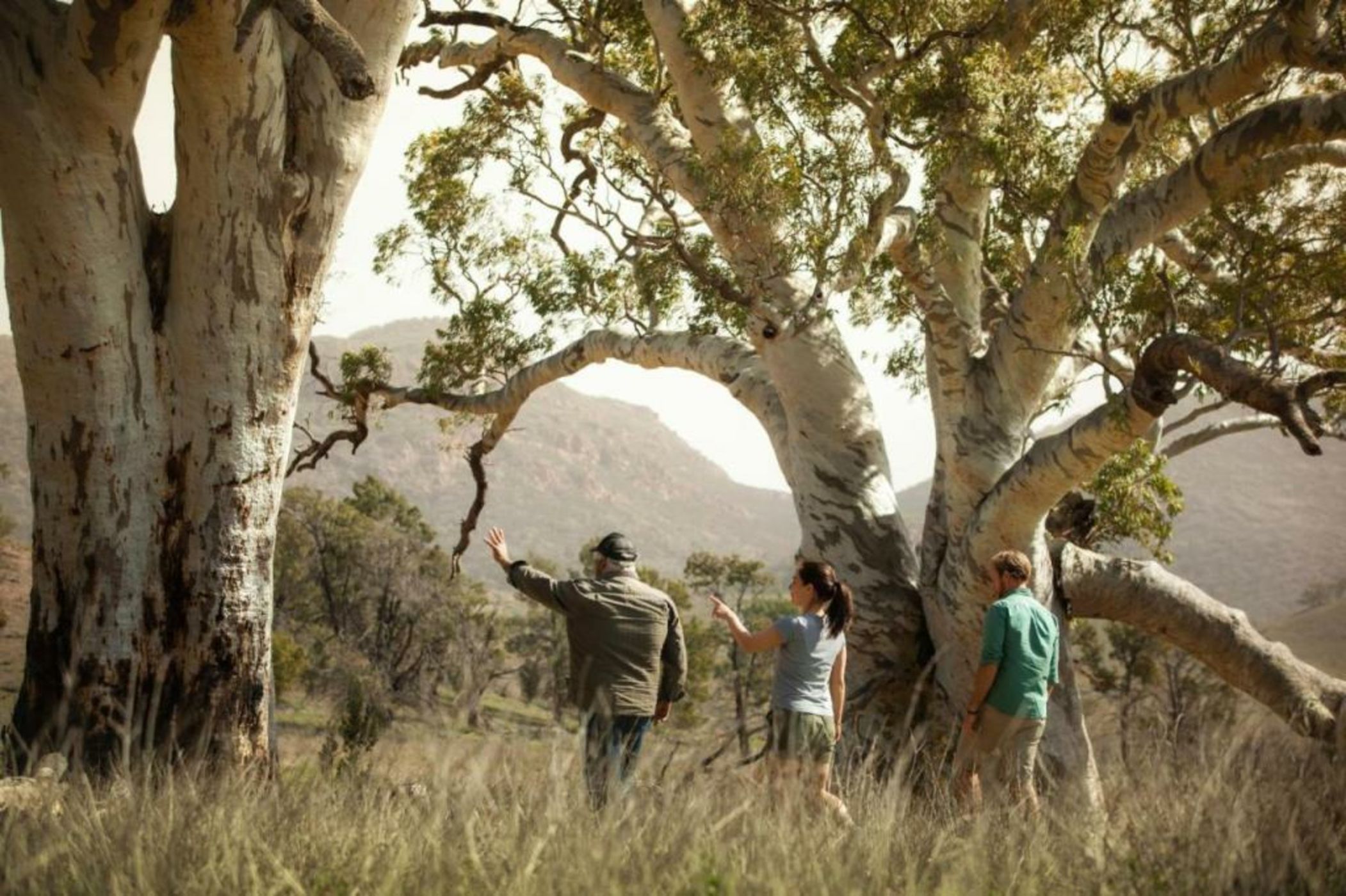 Discovery Resorts - Wilpena Pound