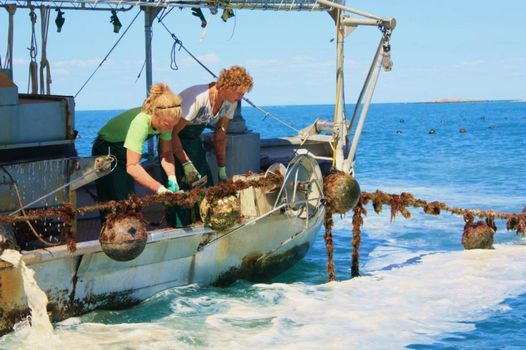 Cygnet Bay Pearl Farm