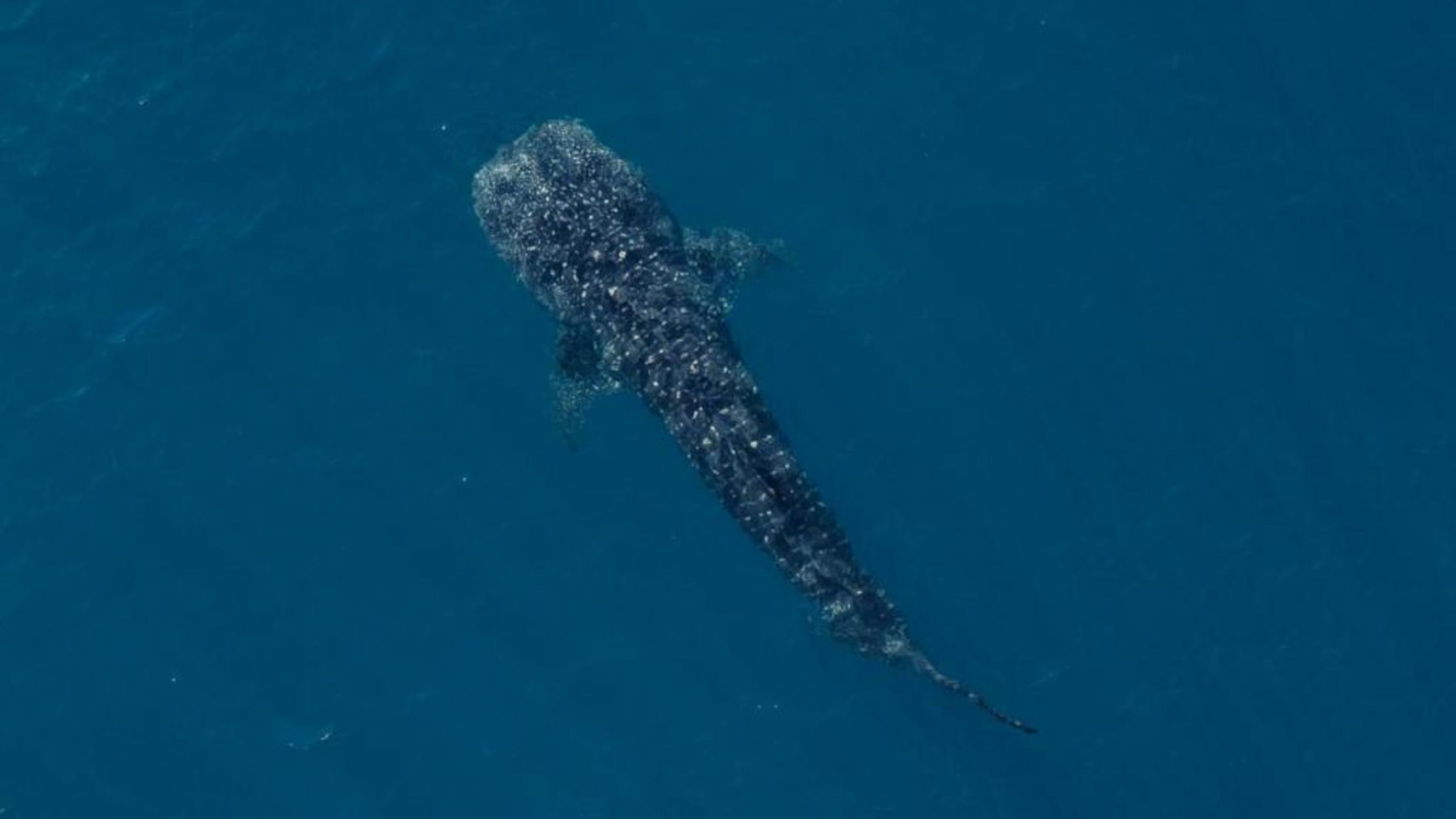 Sal Salis Ningaloo Reef