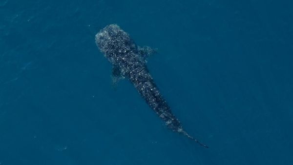 Sal Salis Ningaloo Reef