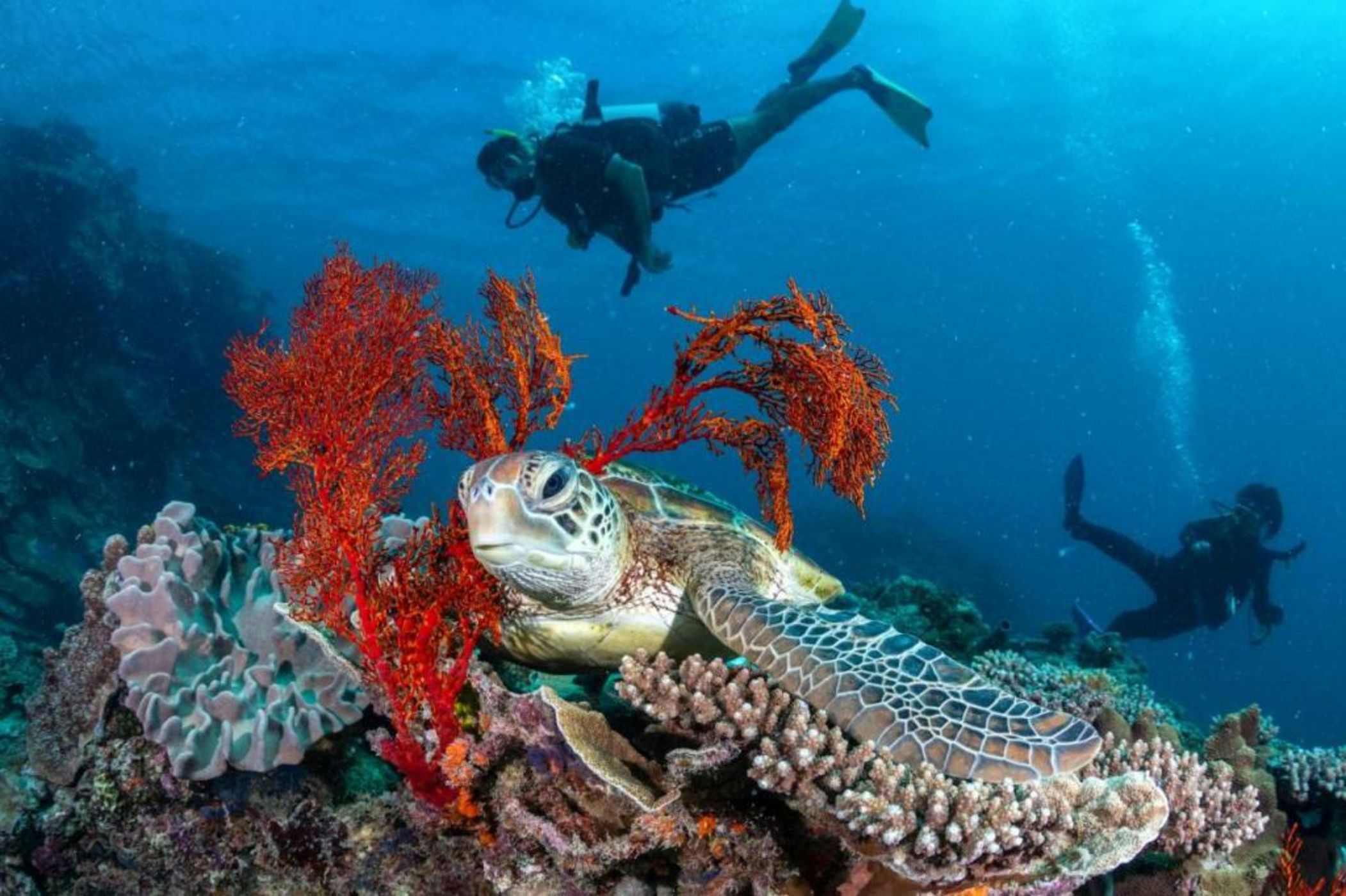 Heron Island