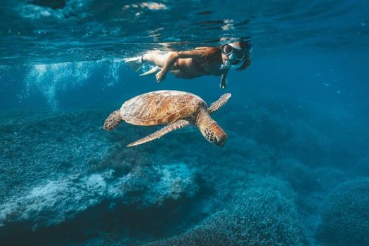 Heron Island
