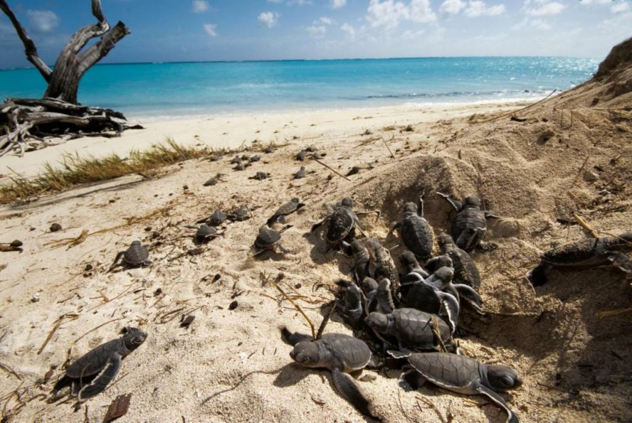 Heron Island