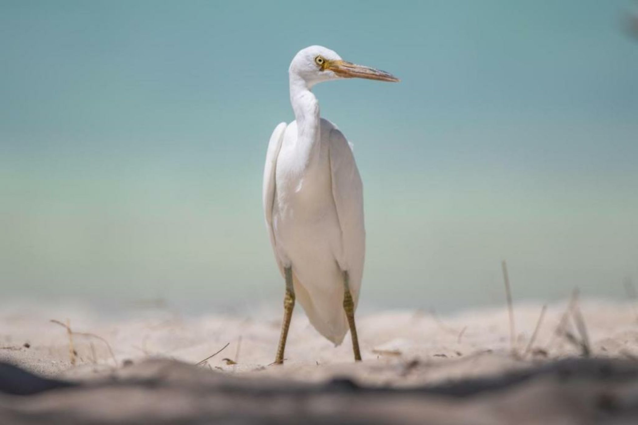 Heron Island