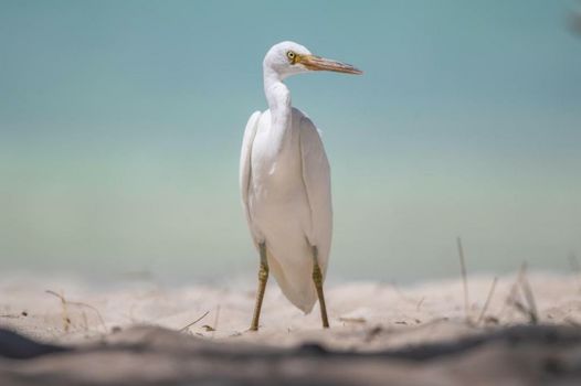 Heron Island