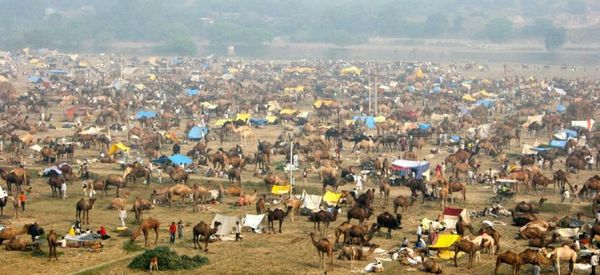 Mela Kothi - The Chambal Safari Lodge