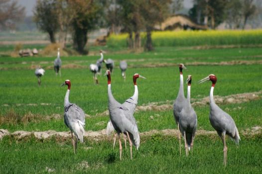 Mela Kothi - The Chambal Safari Lodge