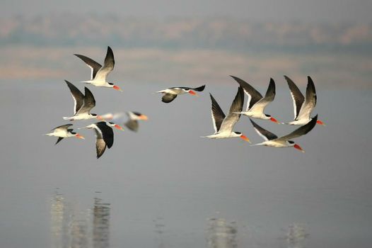 Mela Kothi - The Chambal Safari Lodge