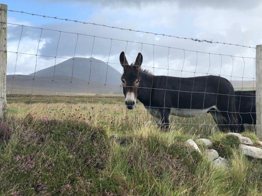 Teach Cruachan Large-Group Holiday Home