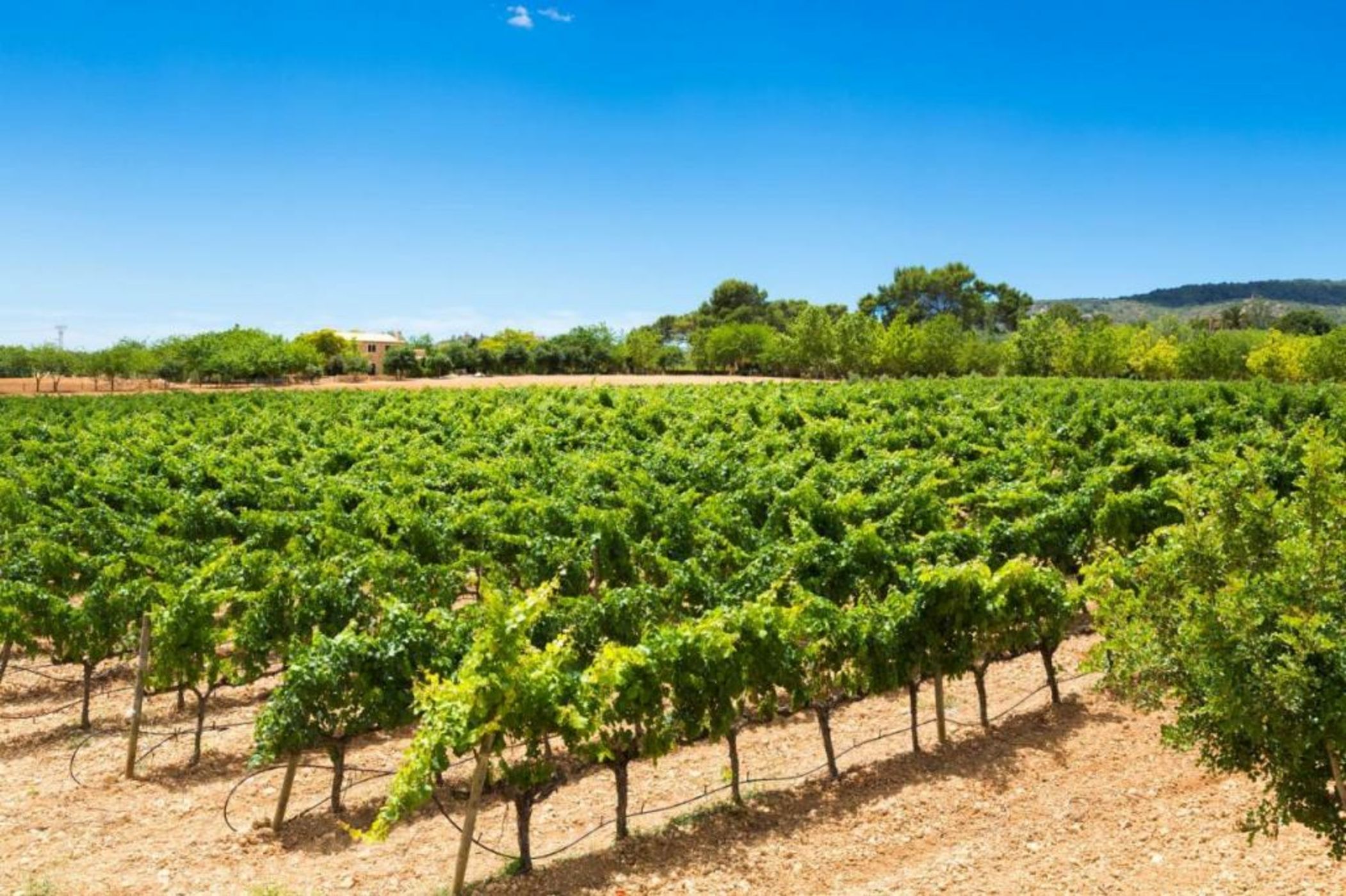 Agroturisme Sa Torre, Adults Only Relax Oasis