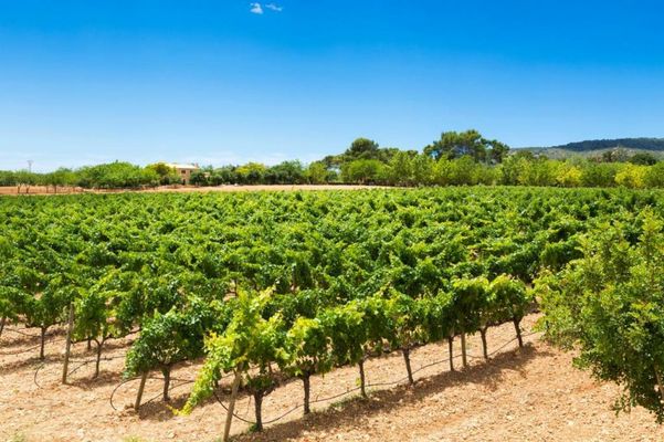 Agroturisme Sa Torre, Adults Only Relax Oasis