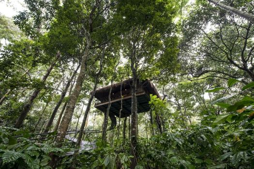 Pepper Trail